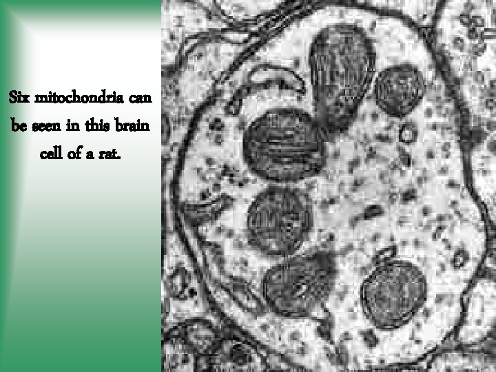 Six mitochondria can be seen in this brain cell of a rat. 