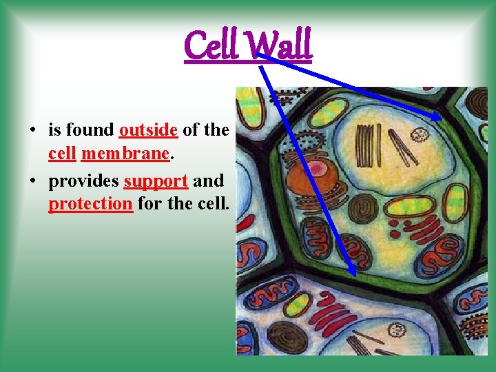 Cell Wall • is found outside of the cell membrane. • provides support and