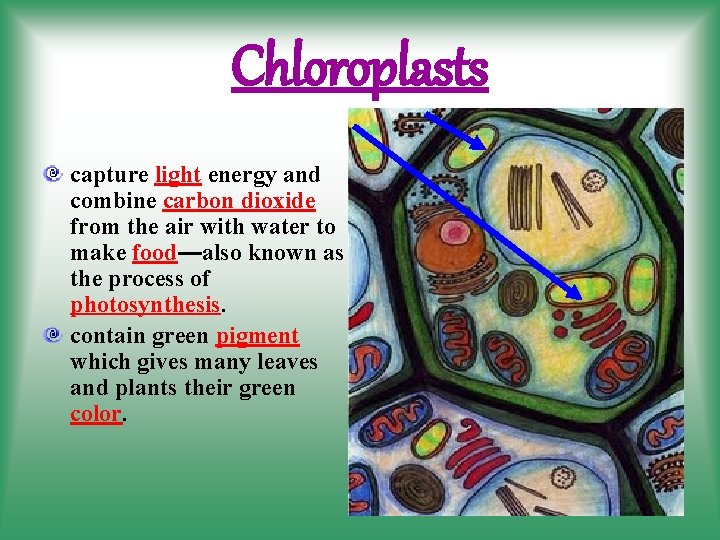 Chloroplasts capture light energy and combine carbon dioxide from the air with water to
