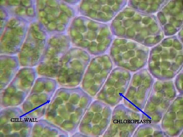 CELL WALL CHLOROPLASTS 