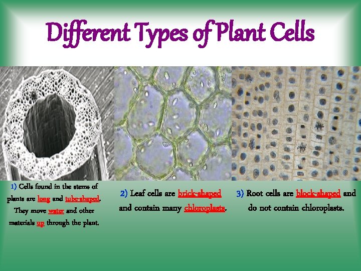 Different Types of Plant Cells 1) Cells found in the stems of plants are