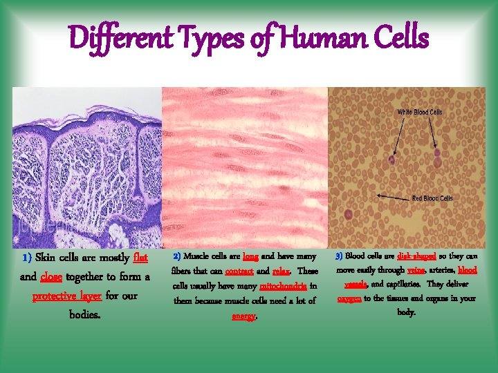 Different Types of Human Cells 1) Skin cells are mostly flat and close together
