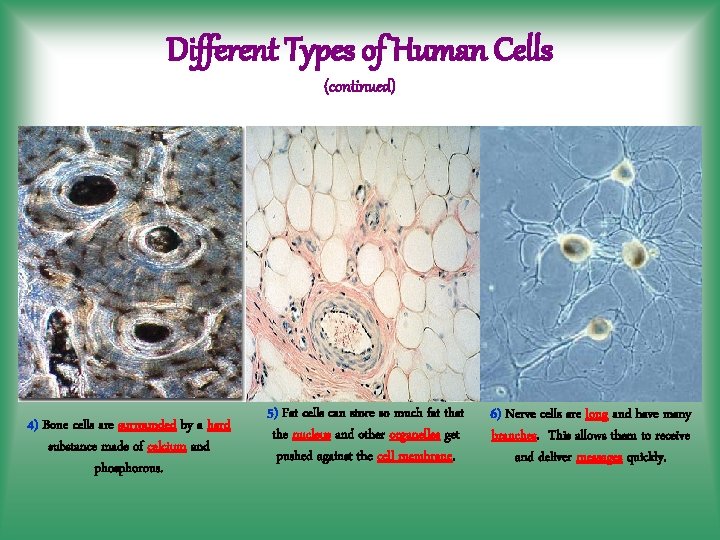 Different Types of Human Cells (continued) 4) Bone cells are surrounded by a hard