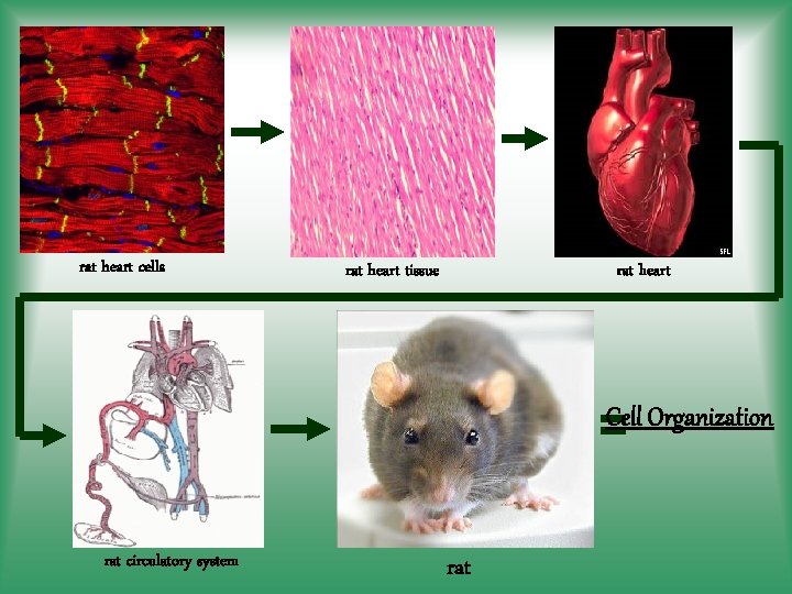 rat heart cells rat heart tissue rat heart = Cell Organization rat circulatory system