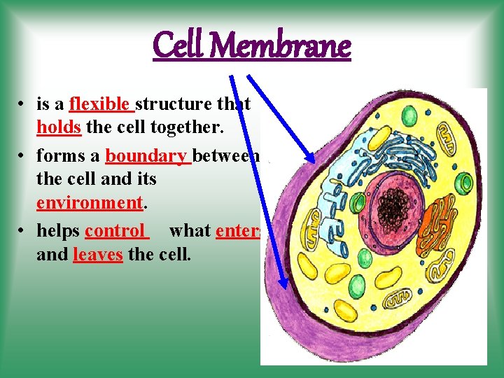 Cell Membrane • is a flexible structure that holds the cell together. • forms
