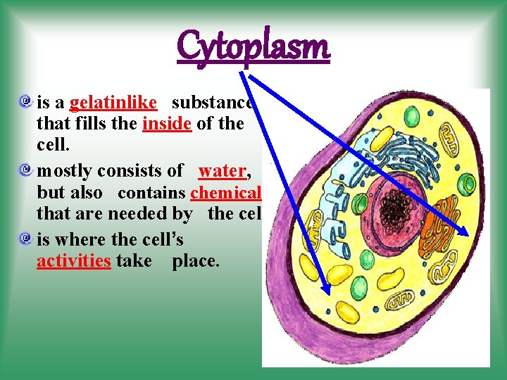 Cytoplasm is a gelatinlike substance that fills the inside of the cell. mostly consists