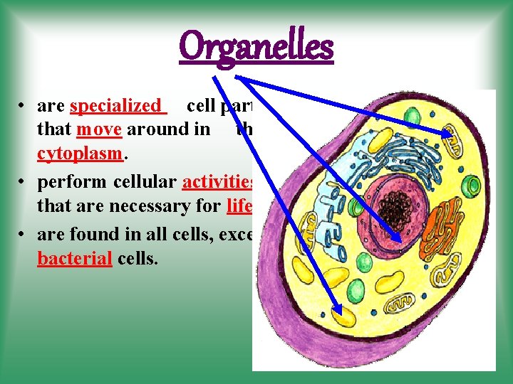 Organelles • are specialized cell parts that move around in the cytoplasm. • perform