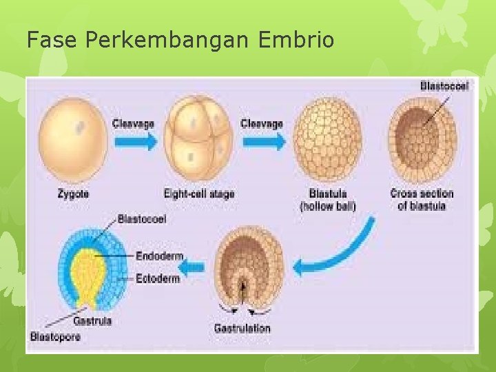 Fase Perkembangan Embrio 