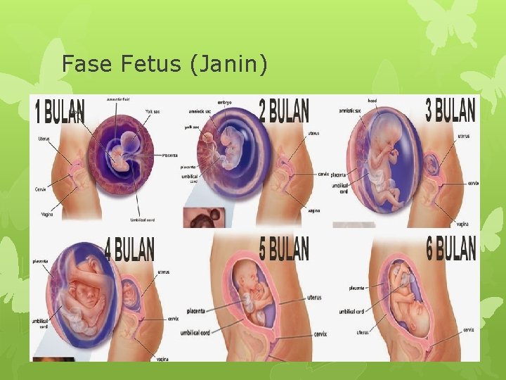 Fase Fetus (Janin) 