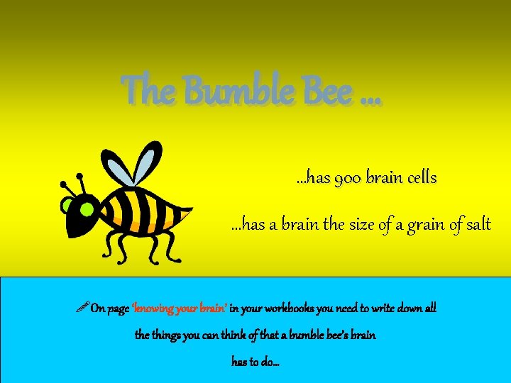 The Bumble Bee … …has 900 brain cells …has a brain the size of