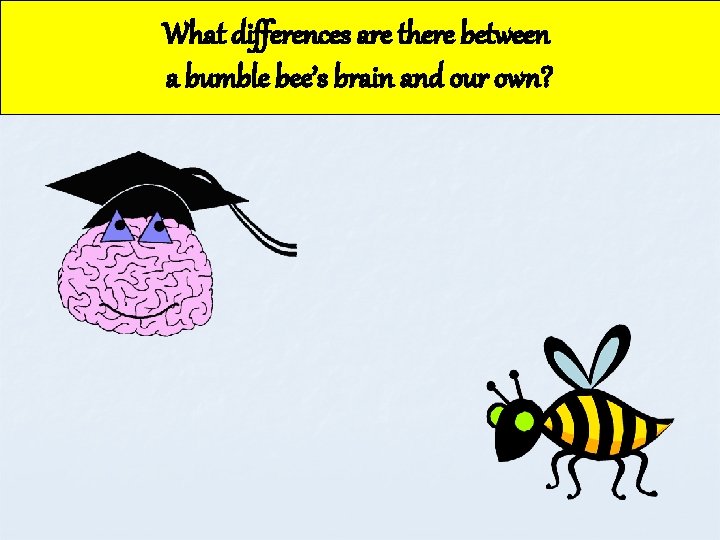 What differences are there between a bumble bee’s brain and our own? 