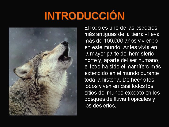 INTRODUCCIÓN El lobo es uno de las especies más antiguas de la tierra -