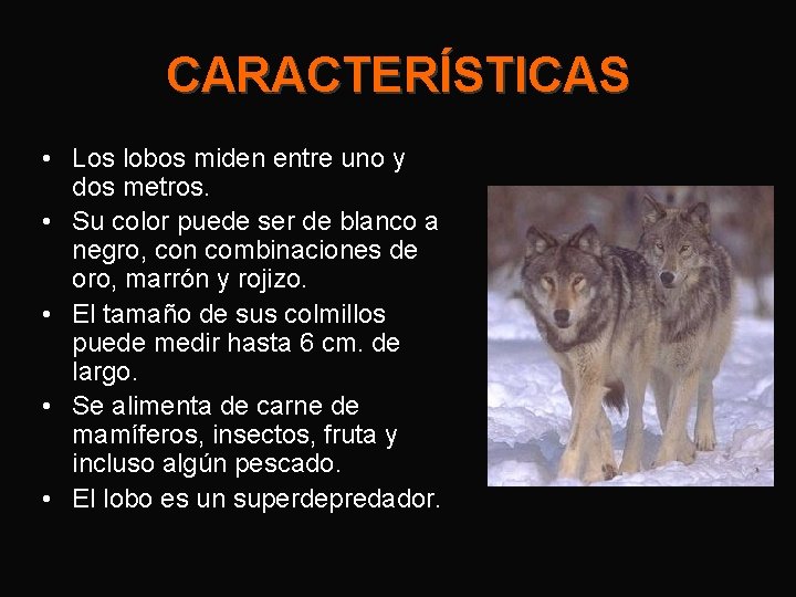 CARACTERÍSTICAS • Los lobos miden entre uno y dos metros. • Su color puede