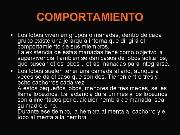 COMPORTAMIENTO • Los lobos viven en grupos o manadas, dentro de cada grupo existe