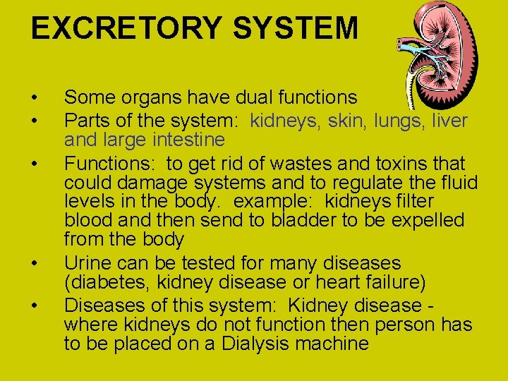 EXCRETORY SYSTEM • • • Some organs have dual functions Parts of the system: