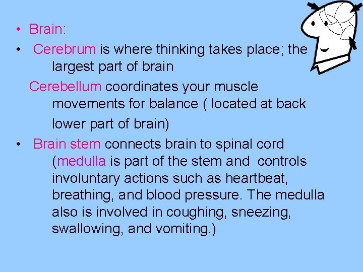  • Brain: • Cerebrum is where thinking takes place; the largest part of