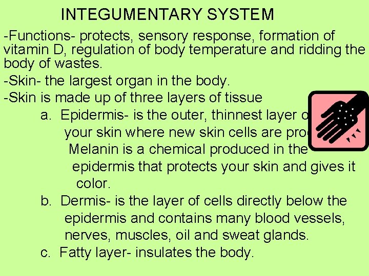 INTEGUMENTARY SYSTEM -Functions- protects, sensory response, formation of vitamin D, regulation of body temperature