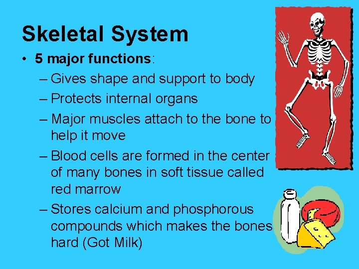 Skeletal System • 5 major functions: – Gives shape and support to body –