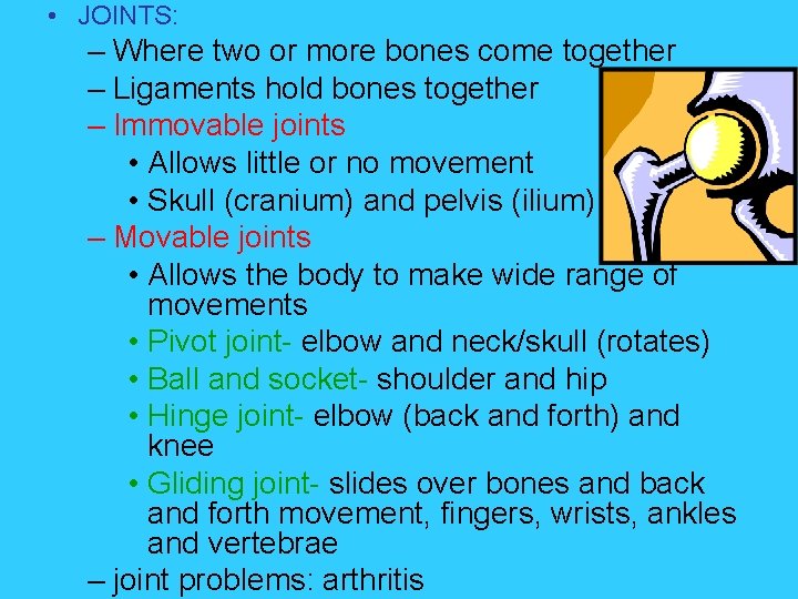  • JOINTS: – Where two or more bones come together – Ligaments hold