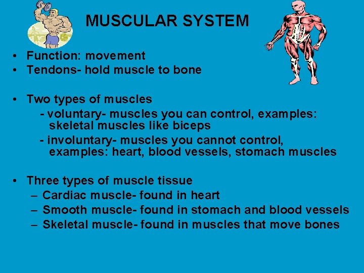 MUSCULAR SYSTEM • Function: movement • Tendons- hold muscle to bone • Two types