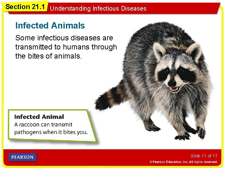 Section 21. 1 Understanding Infectious Diseases Infected Animals Some infectious diseases are transmitted to