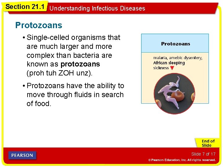 Section 21. 1 Understanding Infectious Diseases Protozoans • Single-celled organisms that are much larger