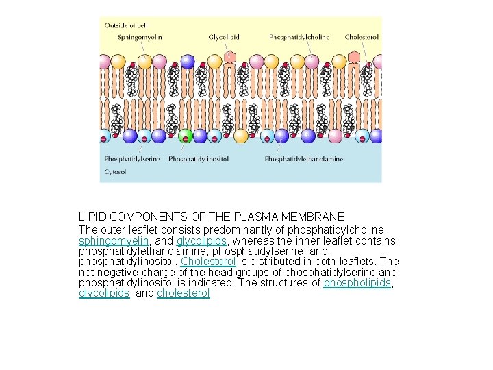 LIPID COMPONENTS OF THE PLASMA MEMBRANE The outer leaflet consists predominantly of phosphatidylcholine, sphingomyelin,