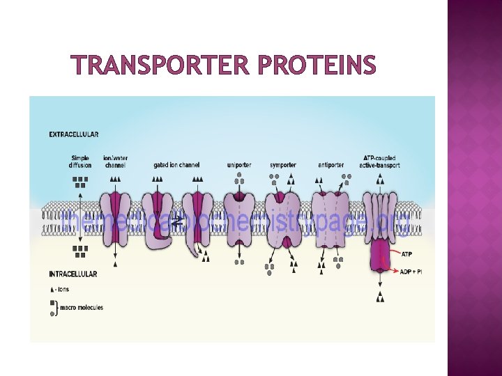 TRANSPORTER PROTEINS 