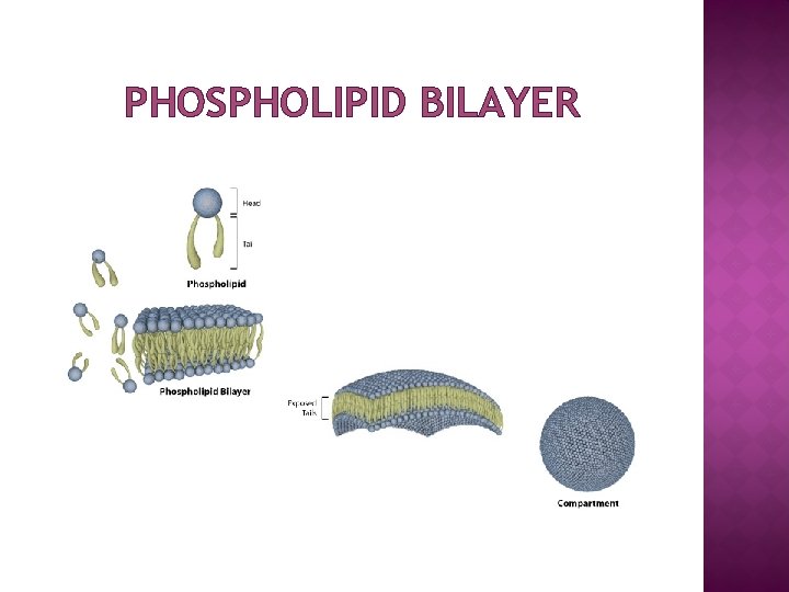 PHOSPHOLIPID BILAYER 