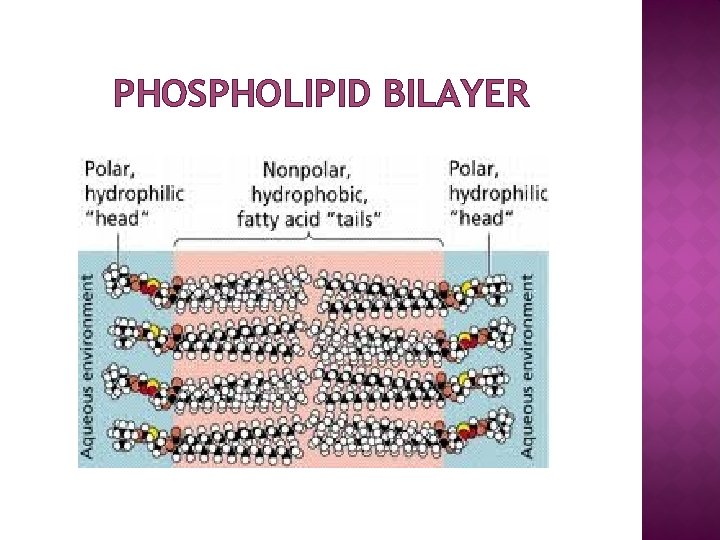 PHOSPHOLIPID BILAYER 