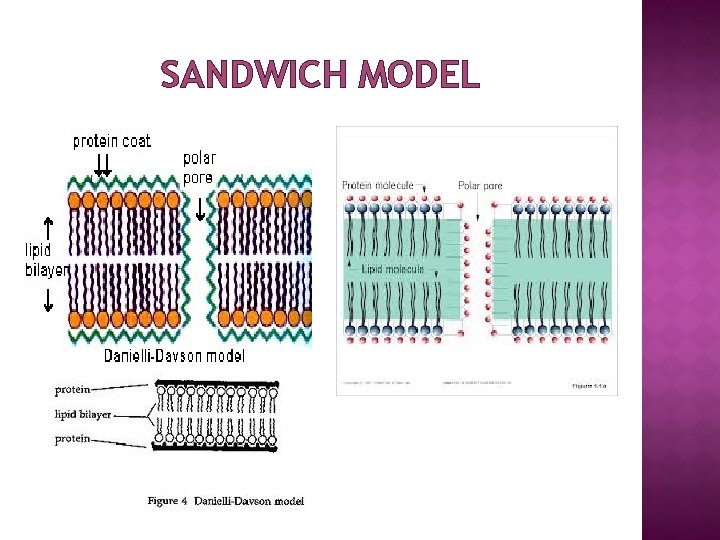 SANDWICH MODEL 
