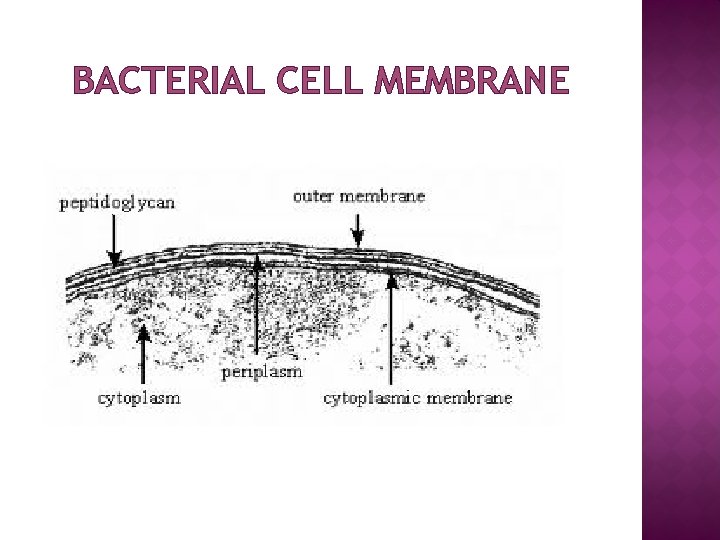 BACTERIAL CELL MEMBRANE 