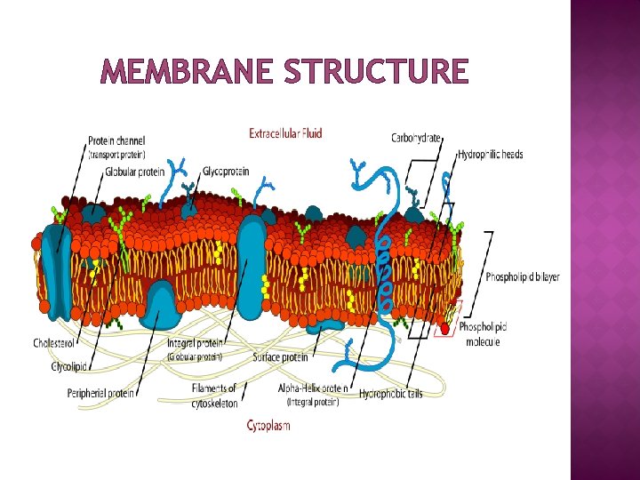 MEMBRANE STRUCTURE 