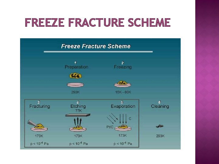 FREEZE FRACTURE SCHEME 