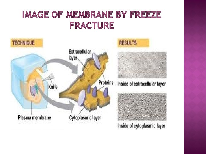 IMAGE OF MEMBRANE BY FREEZE FRACTURE 