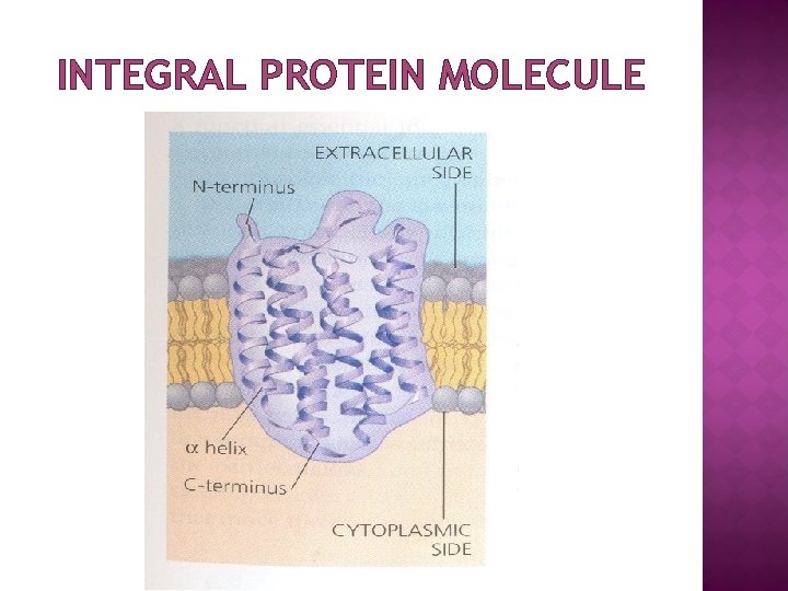 INTEGRAL PROTEIN MOLECULE 