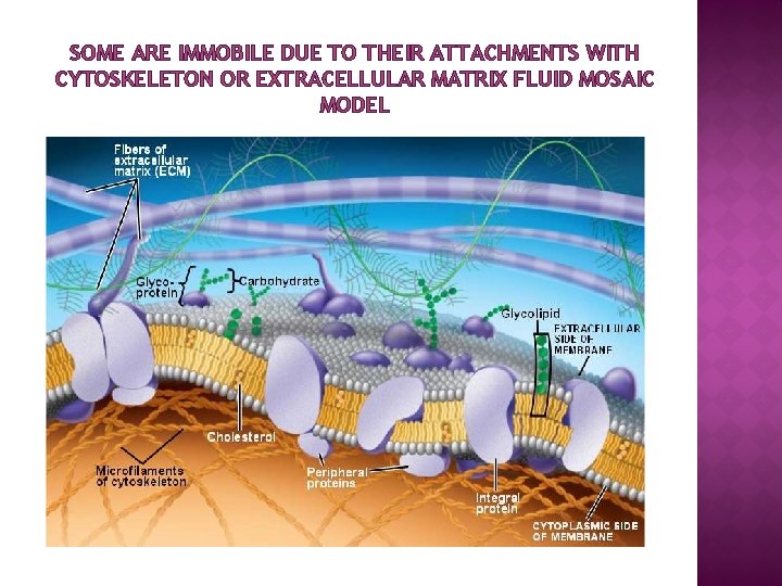 SOME ARE IMMOBILE DUE TO THEIR ATTACHMENTS WITH CYTOSKELETON OR EXTRACELLULAR MATRIX FLUID MOSAIC