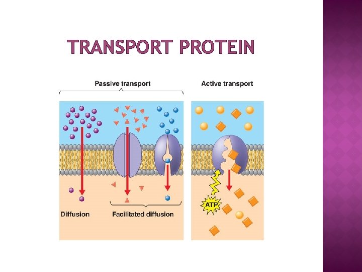 TRANSPORT PROTEIN 