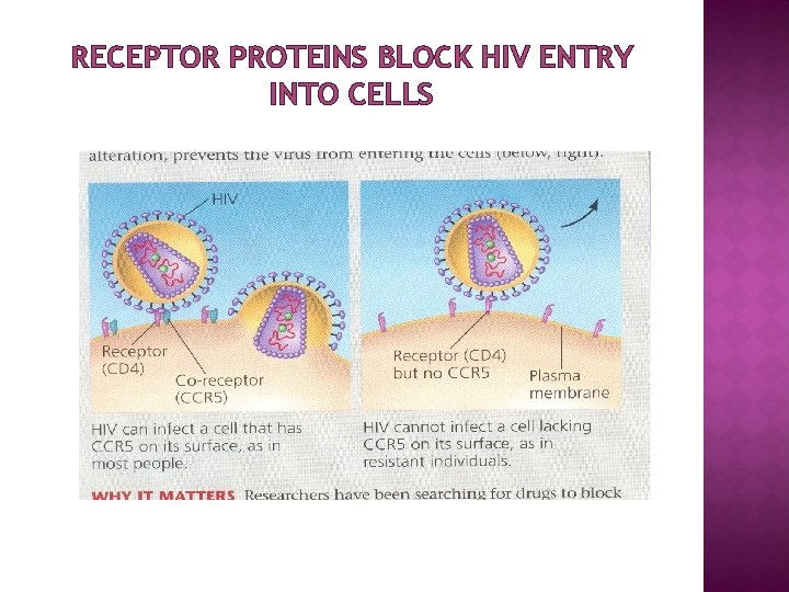 RECEPTOR PROTEINS BLOCK HIV ENTRY INTO CELLS 