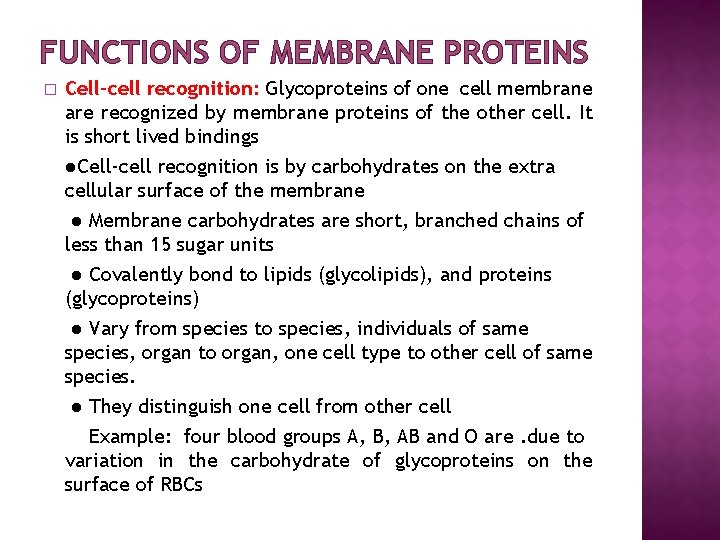 FUNCTIONS OF MEMBRANE PROTEINS � Cell–cell recognition: Glycoproteins of one cell membrane are recognized