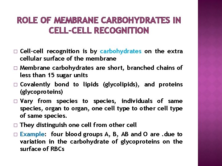 ROLE OF MEMBRANE CARBOHYDRATES IN CELL-CELL RECOGNITION � � � Cell-cell recognition is by