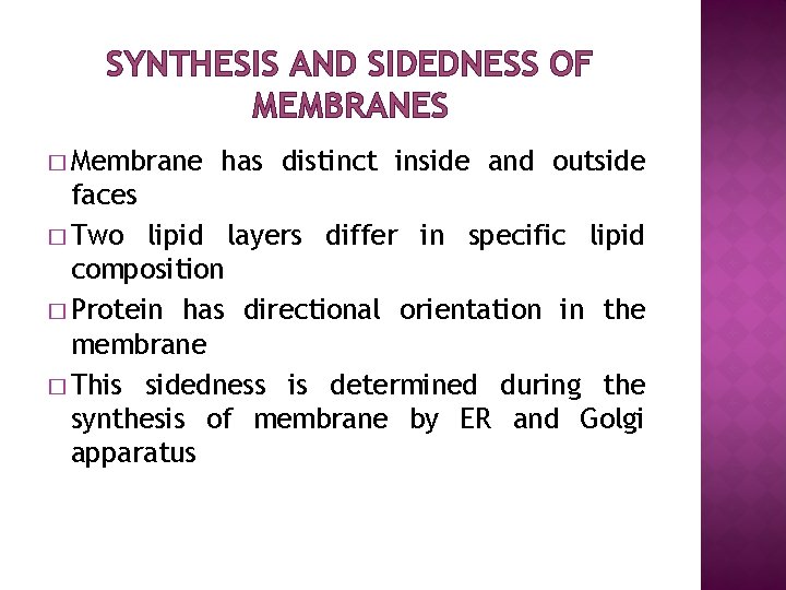 SYNTHESIS AND SIDEDNESS OF MEMBRANES � Membrane has distinct inside and outside faces �