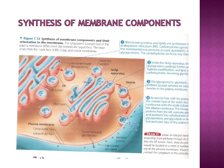 SYNTHESIS OF MEMBRANE COMPONENTS 