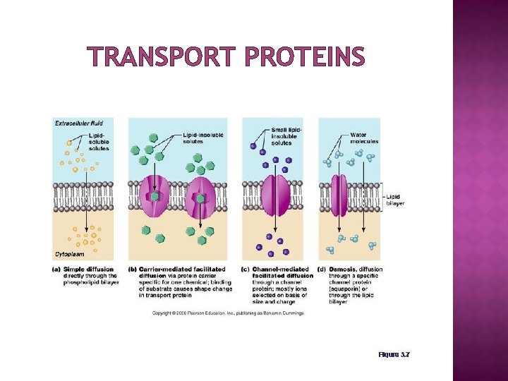 MEMBRANE STRUCTURE AND FUNCTION PLANT AND ANIMAL CELL