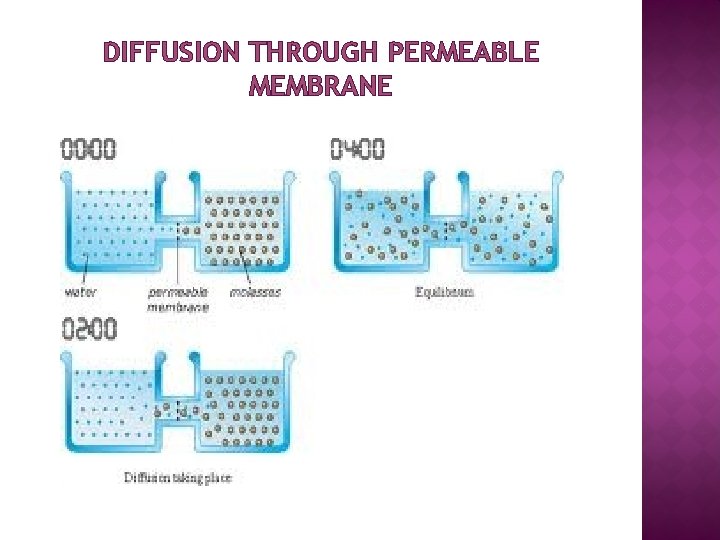 DIFFUSION THROUGH PERMEABLE MEMBRANE 