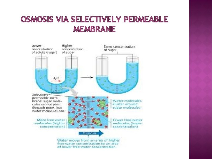 OSMOSIS VIA SELECTIVELY PERMEABLE MEMBRANE 