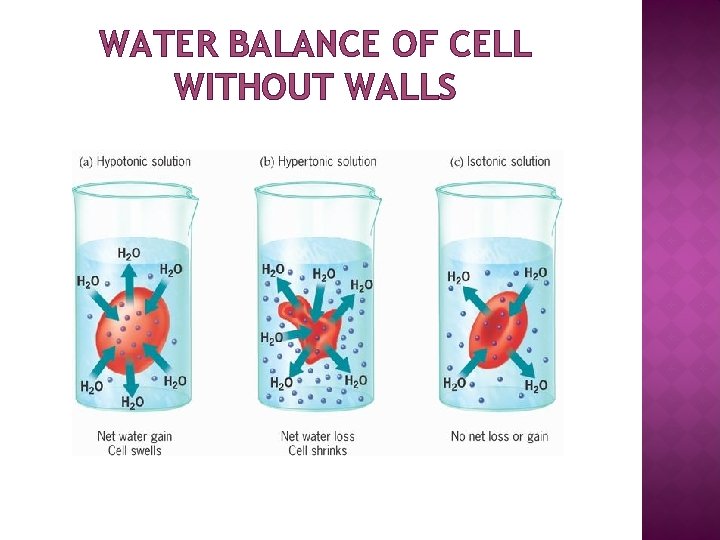 WATER BALANCE OF CELL WITHOUT WALLS 