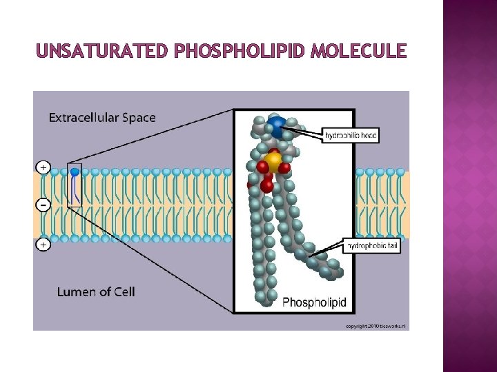 UNSATURATED PHOSPHOLIPID MOLECULE 