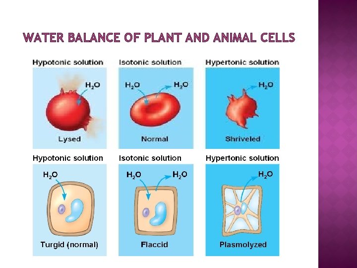 WATER BALANCE OF PLANT AND ANIMAL CELLS 