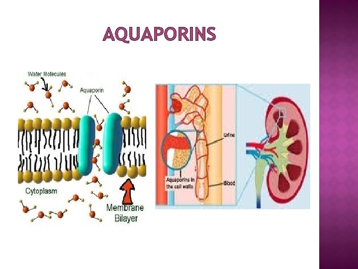 AQUAPORINS 